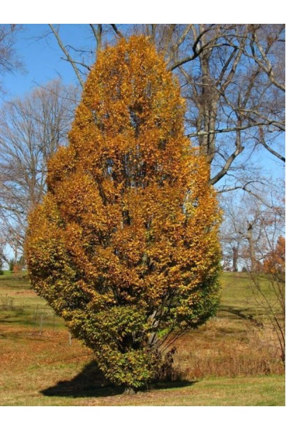 Граб Франс Фонтейн осіннє забарвлення